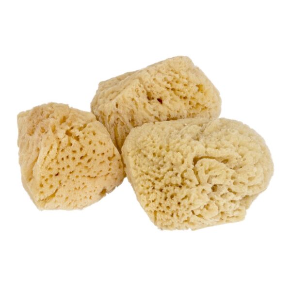 Jakar Natural Sea Sponge Set - 3 Medium/Fine Textured Sponges (2.5"-3") for Watercolour & Ink Art (9027) 1 Jakar Natural Sea Sponge Set – 3 Medium/Fine Textured Sponges (2.5″-3″) for Watercolour & Ink Art (9027)