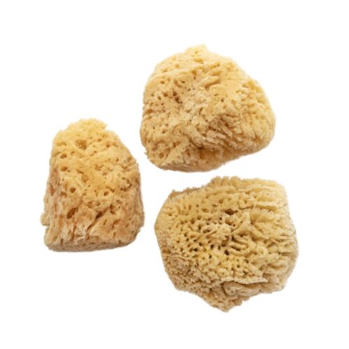 Jakar Natural Sea Sponge Set - 3 Medium/Fine Textured Sponges (2.5"-3") for Watercolour & Ink Art (9027) 5 Jakar Natural Sea Sponge Set – 3 Medium/Fine Textured Sponges (2.5″-3″) for Watercolour & Ink Art (9027)