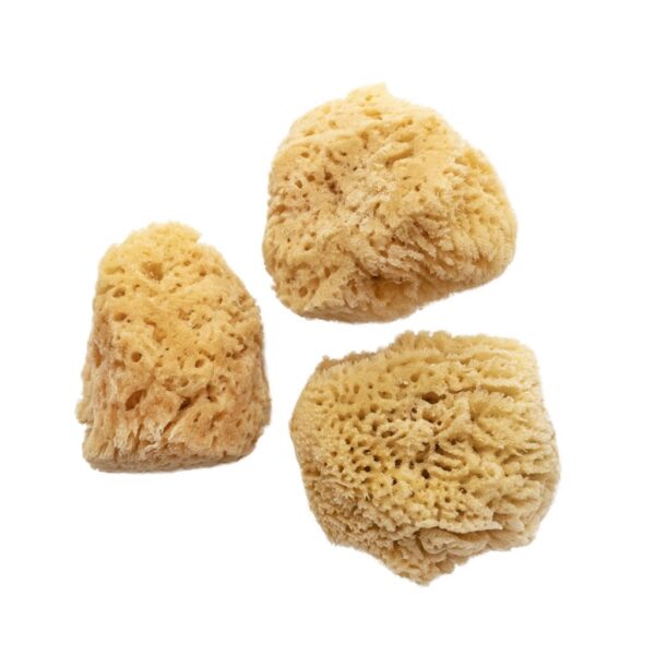 Jakar Natural Sea Sponge Set - 3 Medium/Fine Textured Sponges (2.5"-3") for Watercolour & Ink Art (9027) 2 Jakar Natural Sea Sponge Set – 3 Medium/Fine Textured Sponges (2.5″-3″) for Watercolour & Ink Art (9027)