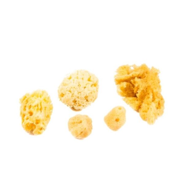 Jakar Natural Sea Sponge Variety Pack – 4-6 Pieces with Fine & Coarse Textures for Painting & Crafts (Hanging Pack) (9024)