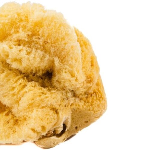 Jakar Natural Sea Sponge - Large (Approx. 11cm / 4.5") for Painting, Blending & Crafts (Hanging Pack) (9026) 4 Jakar Natural Sea Sponge – Large (Approx. 11cm / 4.5″) for Painting, Blending & Crafts (Hanging Pack) (9026)