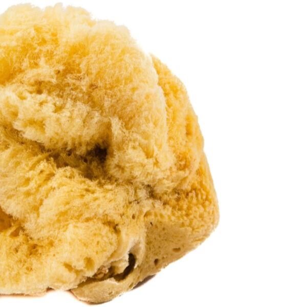 Jakar Natural Sea Sponge - Large (Approx. 11cm / 4.5") for Painting, Blending & Crafts (Hanging Pack) (9026) 1 Jakar Natural Sea Sponge – Large (Approx. 11cm / 4.5″) for Painting, Blending & Crafts (Hanging Pack) (9026)
