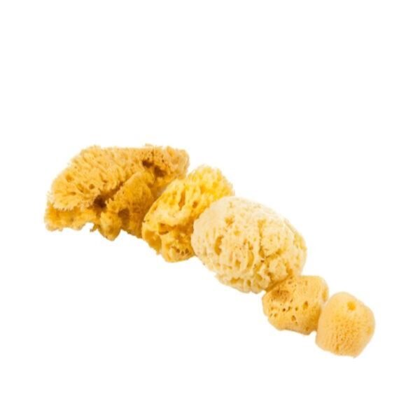 Jakar Natural Sea Sponge Variety Pack – 4-6 Pieces with Fine & Coarse Textures for Painting & Crafts (Hanging Pack) (9024)